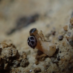 Unidentified Jumping or peacock spider (Salticidae) at Bonang, VIC - 6 Mar 2021 by Laserchemisty