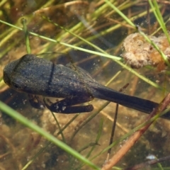 Unidentified Frog at Bonang, VIC - 3 Apr 2021 by Laserchemisty