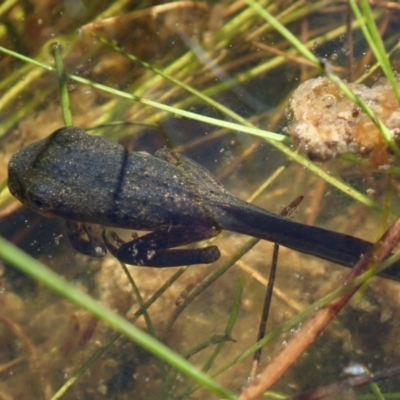 Unidentified Frog at Bonang, VIC - 3 Apr 2021 by Laserchemisty