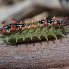 Doratifera quadriguttata at Bonang, VIC - 4 Apr 2021 by Laserchemisty