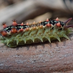 Unidentified Other moth at Bonang, VIC - 4 Apr 2021 by Laserchemisty