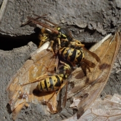 Vespula germanica (European wasp) at Bonang, VIC - 6 Mar 2021 by Laserchemisty