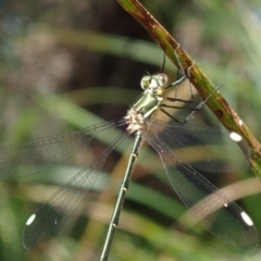 Synlestes weyersii (Bronze Needle) at Bonang State Forest - 7 Mar 2021 by Laserchemisty