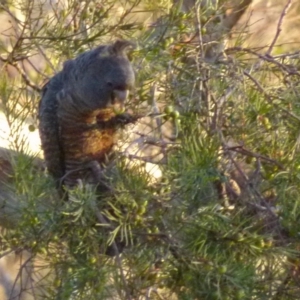 Callocephalon fimbriatum at Boro, NSW - suppressed