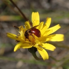 Apiformes (informal group) (Unidentified bee) at Bonang, VIC - 6 Mar 2021 by Laserchemisty