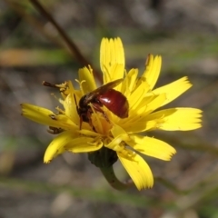Unidentified Bee (Hymenoptera, Apiformes) (TBC) at Bonang, VIC - 6 Mar 2021 by Laserchemisty