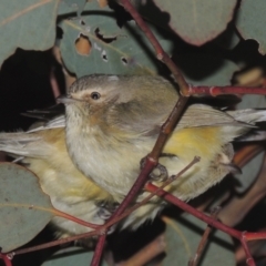 Smicrornis brevirostris (Weebill) at Tennent, ACT - 7 Jul 2021 by MichaelBedingfield