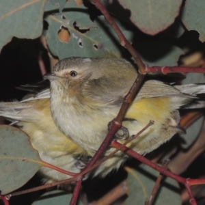 Smicrornis brevirostris at Tennent, ACT - 7 Jul 2021