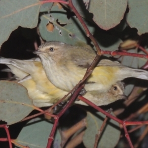 Smicrornis brevirostris at Tennent, ACT - 7 Jul 2021