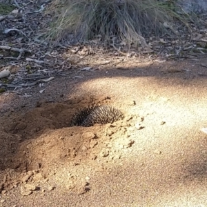 Tachyglossus aculeatus at Carwoola, NSW - 14 Aug 2021