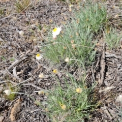 Leucochrysum albicans subsp. tricolor (Hoary Sunray) at Isaacs, ACT - 23 Aug 2021 by Mike