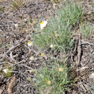 Leucochrysum albicans subsp. tricolor at Isaacs, ACT - 23 Aug 2021 09:54 AM