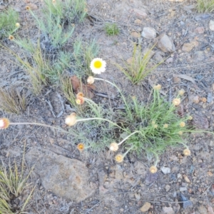 Leucochrysum albicans subsp. tricolor at Isaacs, ACT - 23 Aug 2021 09:54 AM