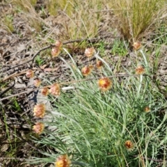 Leucochrysum albicans subsp. tricolor at Isaacs, ACT - 23 Aug 2021 09:54 AM