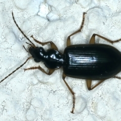 Notagonum submetallicum (Predatory ground beetle) at Ainslie, ACT - 22 Aug 2021 by jb2602