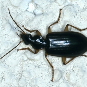 Notagonum submetallicum at Ainslie, ACT - 22 Aug 2021 06:55 PM