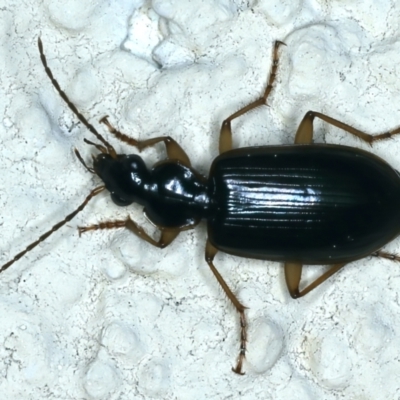 Notagonum submetallicum (Predatory ground beetle) at Ainslie, ACT - 22 Aug 2021 by jb2602