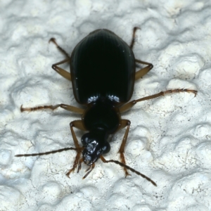 Notagonum submetallicum at Ainslie, ACT - 22 Aug 2021