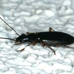 Notagonum submetallicum at Ainslie, ACT - 22 Aug 2021 06:55 PM