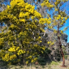 Acacia decurrens (Green Wattle) at Farrer, ACT - 23 Aug 2021 by Mike