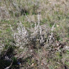 Styphelia attenuata (Small-leaved Beard Heath) at Farrer, ACT - 23 Aug 2021 by Mike