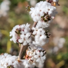 Leucopogon attenuatus at Farrer, ACT - 23 Aug 2021