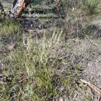 Melichrus urceolatus (Urn Heath) at Farrer, ACT - 23 Aug 2021 by Mike