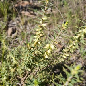 Melichrus urceolatus at Farrer, ACT - 23 Aug 2021 10:14 AM