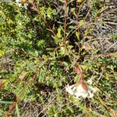 Pimelea linifolia (Slender Rice Flower) at Farrer, ACT - 23 Aug 2021 by Mike