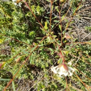 Pimelea linifolia at Farrer, ACT - 23 Aug 2021 10:24 AM