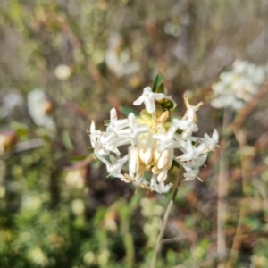 Pimelea linifolia at Farrer, ACT - 23 Aug 2021 10:24 AM