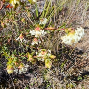 Pimelea linifolia at Farrer, ACT - 23 Aug 2021