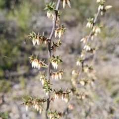 Leucopogon fletcheri subsp. brevisepalus at Farrer, ACT - 23 Aug 2021