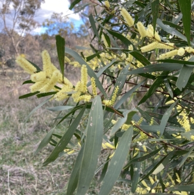 Acacia longifolia subsp. longifolia (sallow or Sydney golden wattle) at Hackett, ACT - 21 Aug 2021 by waltraud