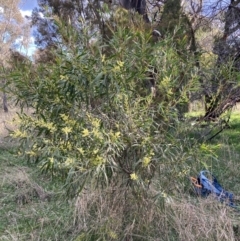 Acacia longifolia subsp. longifolia at Hackett, ACT - 21 Aug 2021