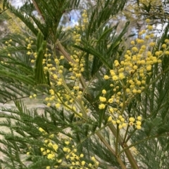 Acacia decurrens (Green Wattle) at Hackett, ACT - 21 Aug 2021 by waltraud