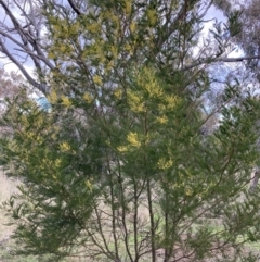 Acacia decurrens at Hackett, ACT - 21 Aug 2021