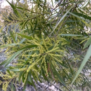 Acacia floribunda at Hackett, ACT - 21 Aug 2021