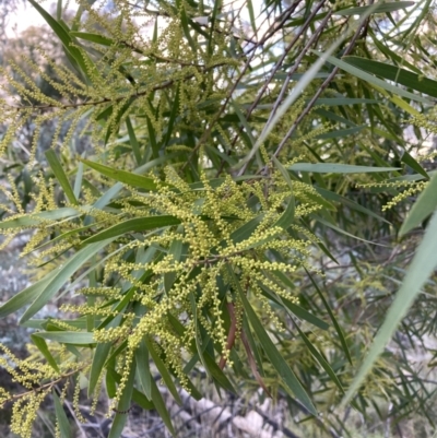 Acacia floribunda (White Sally Wattle, Gossamer Wattle) at Hackett, ACT - 21 Aug 2021 by waltraud
