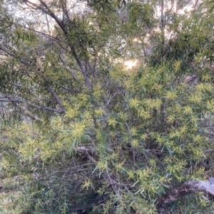 Acacia floribunda at Hackett, ACT - 21 Aug 2021