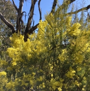 Acacia boormanii at Watson, ACT - 22 Aug 2021 02:21 PM