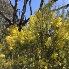 Acacia boormanii (Snowy River Wattle) at Watson, ACT - 22 Aug 2021 by waltraud
