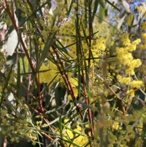 Acacia boormanii at Watson, ACT - 22 Aug 2021 02:21 PM