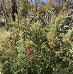 Grevillea arenaria subsp. arenaria (Nepean Spider Flower) at Watson, ACT - 22 Aug 2021 by waltraud