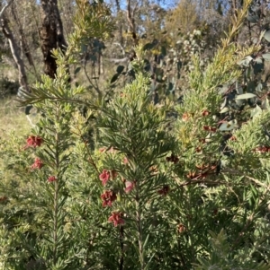 Grevillea arenaria subsp. arenaria at Watson, ACT - 22 Aug 2021