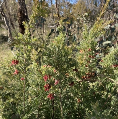 Grevillea arenaria subsp. arenaria (Nepean Spider Flower) at Watson, ACT - 22 Aug 2021 by waltraud