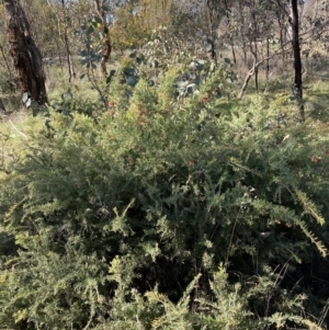 Grevillea arenaria subsp. arenaria at Watson, ACT - 22 Aug 2021