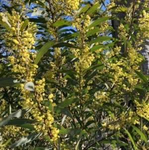 Acacia rubida at Watson, ACT - 22 Aug 2021