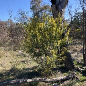 Acacia rubida at Watson, ACT - 22 Aug 2021