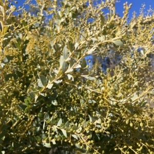 Acacia cultriformis at Watson, ACT - 22 Aug 2021